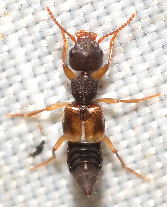 Rugilus ceylanensis - photo 2