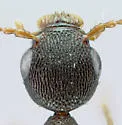 Rugilus dentatus - photo 2