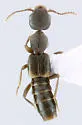 Rugilus opaculus