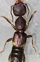 Rugilus opaculus - photo 3