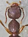 Rugilus opaculus - photo 4