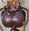 Rugilus opaculus - photo 5