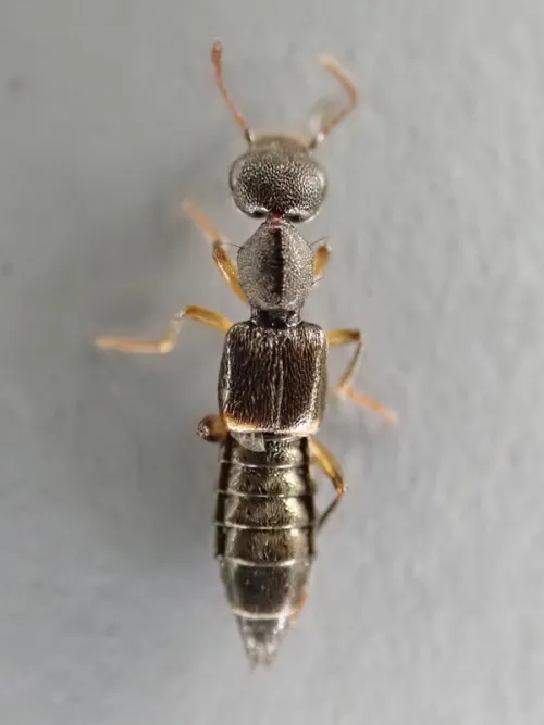 Rugilus orbiculatus