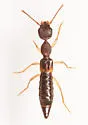 Rugilus rudis