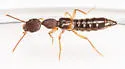 Rugilus rudis - photo 2