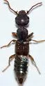 Rugilus rufipes - photo 4