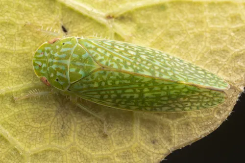 Rugosana ampliata