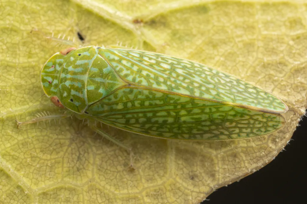 Rugosana ampliata - photo 2