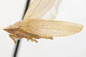 Rugosana chadana