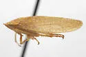 Rugosana lora