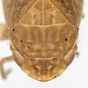 Rugosana lora - photo 3