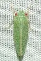 Rugosana manua