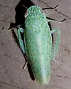 Rugosana manua - photo 2