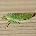 Rugosana querci