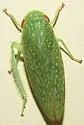 Rugosana querci - photo 5