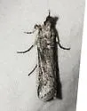 Rumatha jacumba - Hodges#5979.1 - Rumatha jacumba