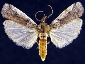 Rumatha polingella - Hodges#5980