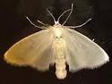 Rupela sejuncta - Hodges#5312