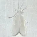 Rupela sejuncta - Hodges#5312 - photo 2