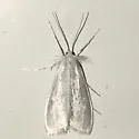 Rupela sejuncta - Hodges#5312 - photo 3