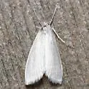 Rupela sejuncta - Hodges#5312 - photo 4