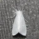 Rupela sejuncta - Hodges#5312 - photo 5