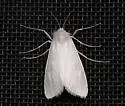Rupela tinctella - Hodges#5311