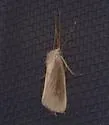 Rupela tinctella - Hodges#5311 - photo 2