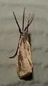 Rupela tinctella - Hodges#5311 - photo 3
