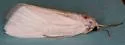 Rupela tinctella - Hodges#5311 - photo 4