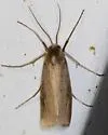 Rupela tinctella - Hodges#5311 - photo 5