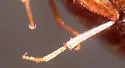 Rushia californica - photo 2