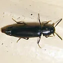 Rushia longula - Rushia longula