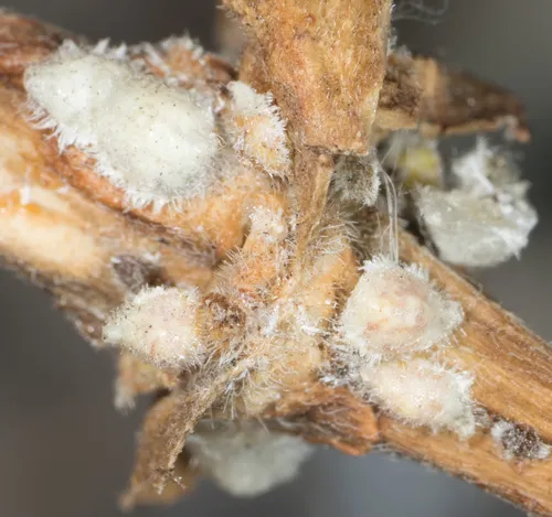 Russellaspis pustulans - photo 2