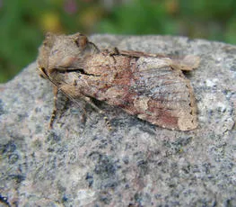 Rustic Shoulder-knot - Apamea sordens