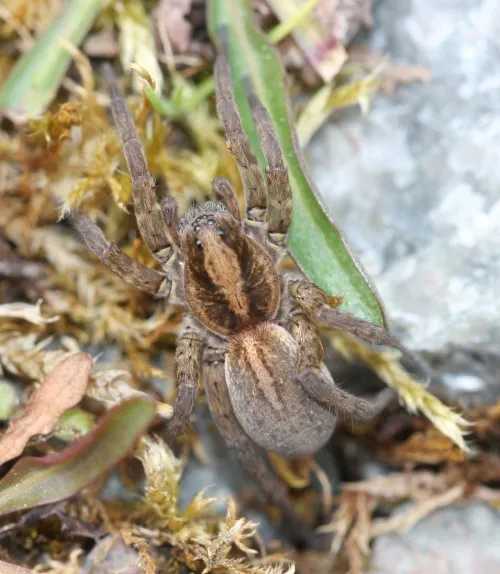 Rustic Wolf Spider - photo 2
