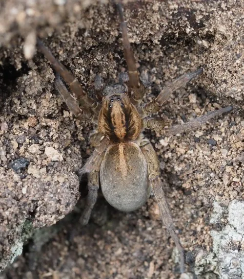 Rustic Wolf Spider - photo 3