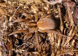 Rustic Wolf Spider - photo 4