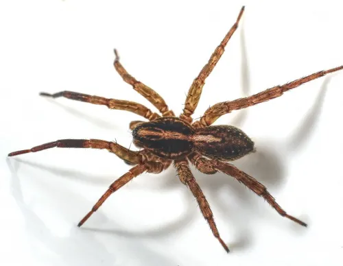 Rustic Wolf Spider - photo 5