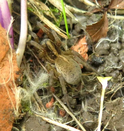 Rustic Wolf Spider - photo 6