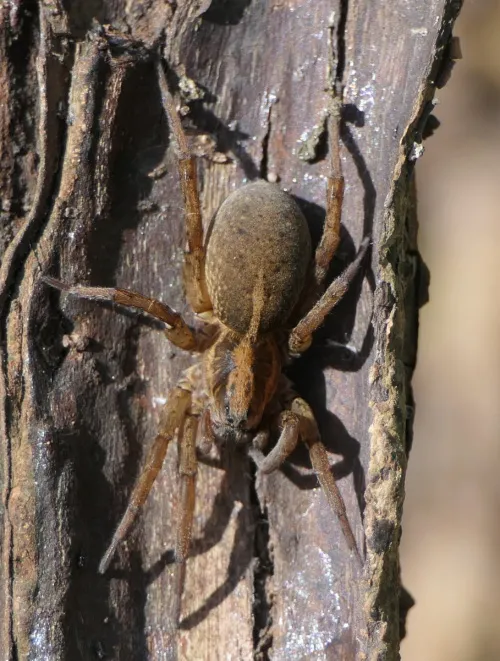 Rustic Wolf Spider - photo 8