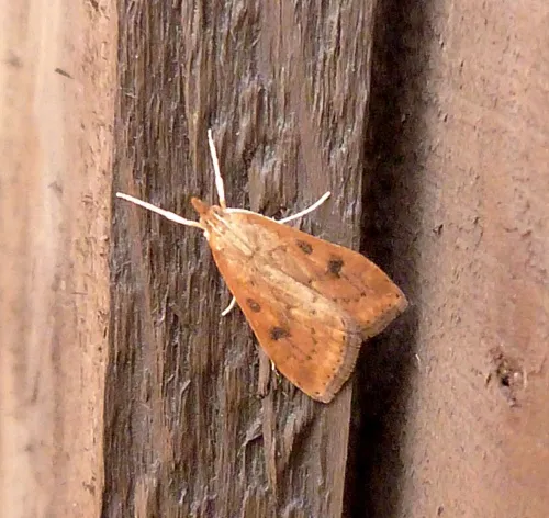 Rusty-dot Pearl - photo 2