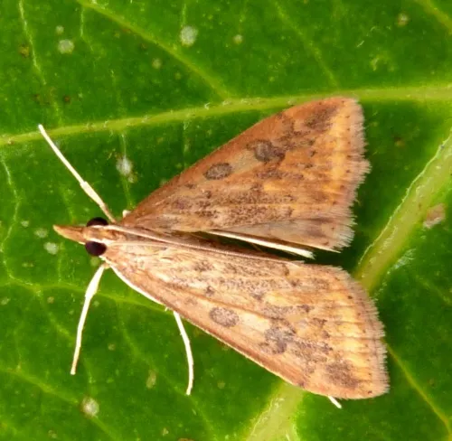 Rusty-dot Pearl - photo 3