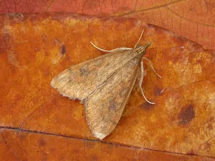 Rusty-dot Pearl - photo 4