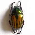 Rutela formosa - photo 2