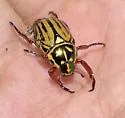 Rutela formosa - photo 3