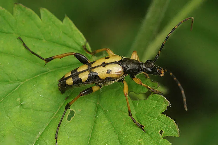 Rutpela maculata - photo 2