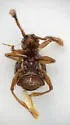 Rybaxis clavata - photo 2