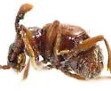 Rybaxis clavata - photo 3
