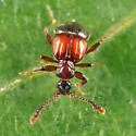 Rybaxis conjuncta - photo 2